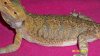100_1083.jpg