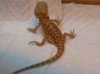 beardie1.jpg