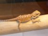 beardie3.jpg