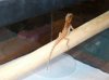 beardie4.jpg