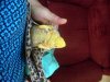 pursesnatcher.jpg
