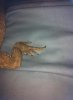 beardie3.jpg beardie3.jpg