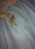 beardie4.jpg beardie4.jpg