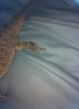 beardie5.jpg beardie5.jpg