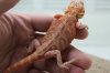 Hypo Translucent Male 1.jpg