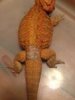 Tail2.jpg Tail2.jpg