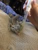 IMG_4625.jpeg IMG_4625.jpeg