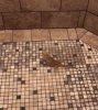 clyde_shower.JPG