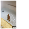 clyde_swimming.png