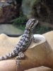 Juvenile Western Bearded Dragon.jpg