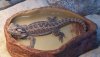 Central Bearded Dragon.jpg