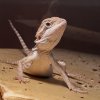 A Clean Cage: Sanitizing and Habitat Hygiene for Bearded Dragons