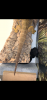 155EEB64-FE83-4542-816C-FD9CA4FF077A.png