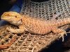 Do Bearded Dragons Bite?