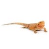 Are Bearded Dragons Nocturnal?