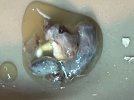 Poop (2).jpg