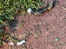 poop2 (2).jpg