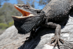 reason-why-do-bearded-dragons-turn-black.png