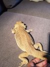 Lizard1.jpg