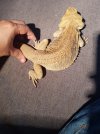 Lizard2.jpg