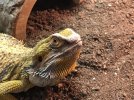 beardie.jpg