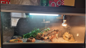 tank set up.PNG