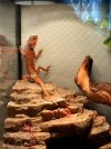 ruby standing.jpg