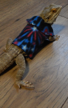 smaug in his star sweater image.png