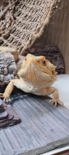 bearded dragon only eating worms