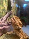 BEARDED DRAGON HUSBANDRY