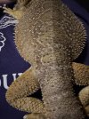 IMG_3128.jpeg