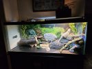 lizard tank.jpg