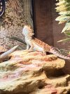 IMG_9745.jpeg