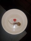 IMG_20241116_035620749.jpg