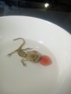 IMG_20241116_073521168.jpg