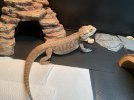 IMG_1396.jpeg
