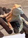 IMG_1290.jpeg