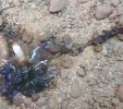 IMG_4318.jpeg