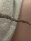 IMG_6385.jpeg