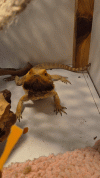 20250620_201346(1).gif