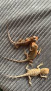 IMG_2943.jpeg