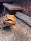 IMG_2065.jpeg