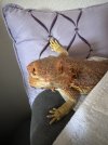 IMG_2253.jpeg