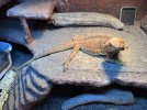 IMG_2057.jpeg