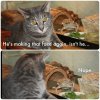funny-animal-pictures-with-captions-008-002.jpg