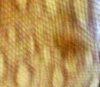 yellowspot2.jpg