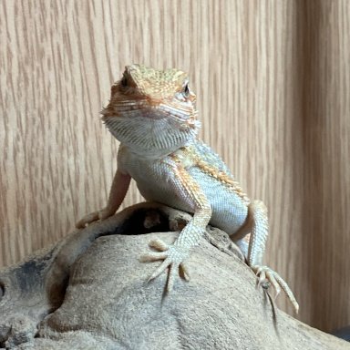 Bearded dragon outlet bulb wattage