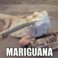 Noli420