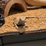 apollo.the.bearded.dragon