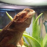 BeardedDragonPauper